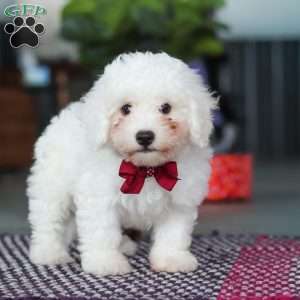 Nick, Bichon Frise Puppy